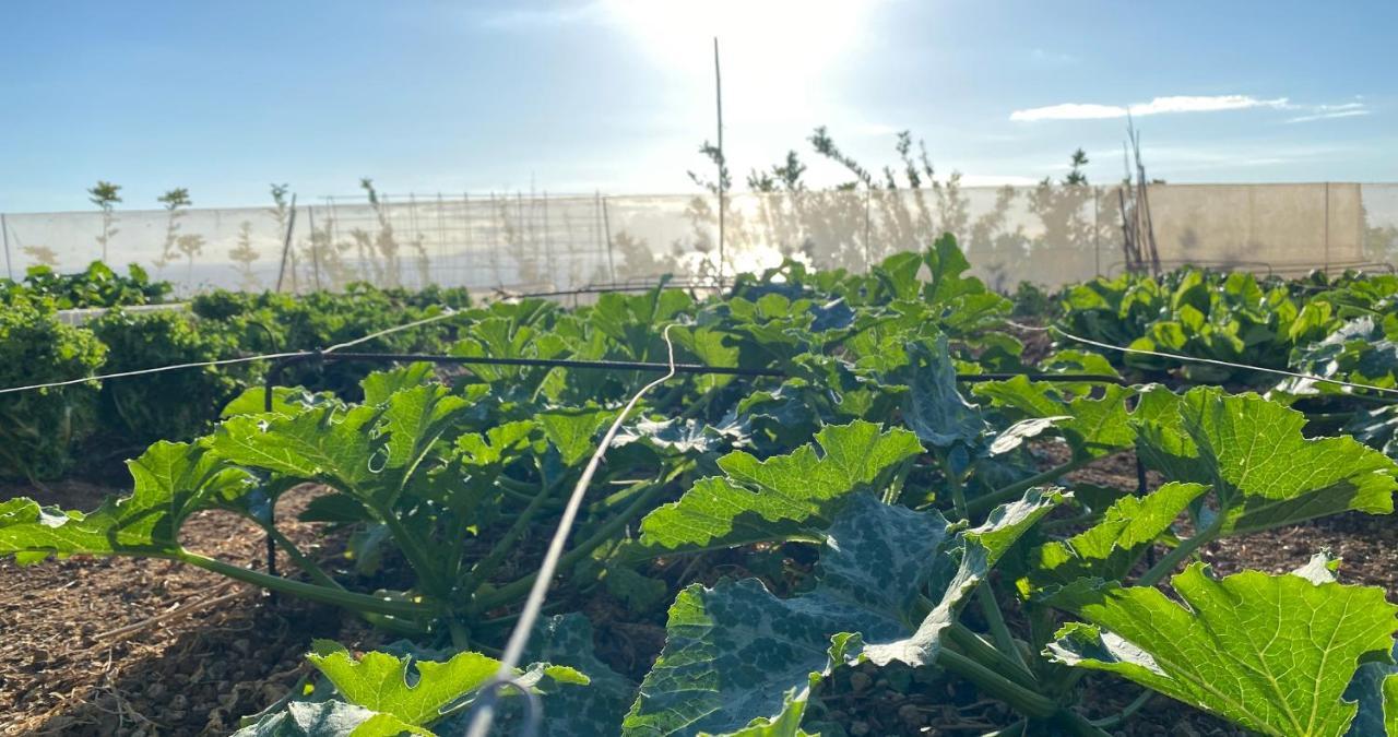 기아데이소라 Finca Gaia La Segunda 게스트하우스 외부 사진